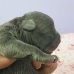 American Bully