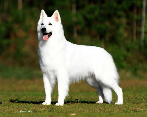 Pastor Branco Suiço | Cachorros Brasil