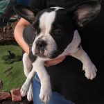 Boston Terrier Fêmea com Pedigree