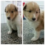 Filhotes de collie – lassie