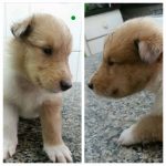 Filhotes de collie – lassie