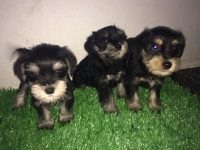 Schnauzer preto com prata