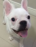 Vendo bulldog francês