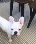 Vendo bulldog francês