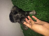 Schnauzer preto com prata