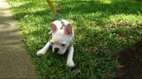 Vendo bulldog francês