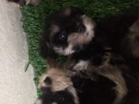 Schnauzer preto com prata