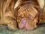 Dogue de Bordeaux - Imagem1