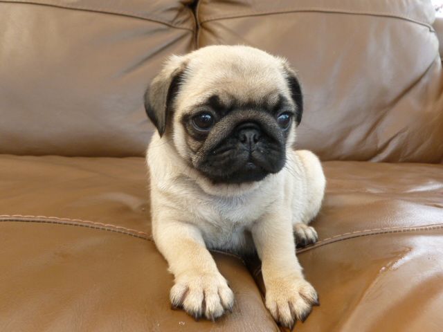 Small Dog For Sale Winnipeg Small Dog For Sale Winnipeg