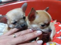 Chihuahua