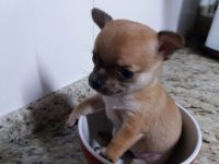 Chihuahua