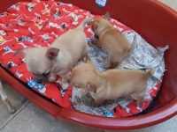 Chihuahua
