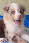 Border Collie – Excelentes para crianças