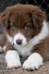 Border Collie – Excelentes para crianças