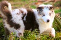 Border Collie – Excelentes para crianças