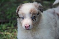 Border Collie – Excelentes para crianças