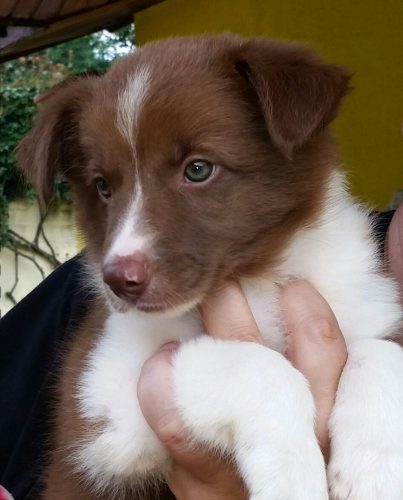 Border Collie – Excelentes para crianças