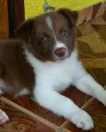 Border Collie – Excelentes para crianças
