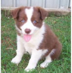 Border Collie – Excelentes para crianças