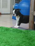 Fêmea de Boston terrier