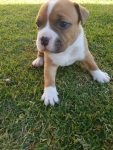 Filhotes American Staffordshire Terrier – Amstaff