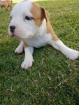 Filhotes American Staffordshire Terrier – Amstaff