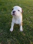 Filhotes American Staffordshire Terrier – Amstaff