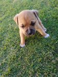 Filhotes American Staffordshire Terrier – Amstaff