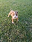 Filhotes American Staffordshire Terrier – Amstaff