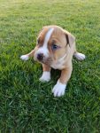 Filhotes American Staffordshire Terrier – Amstaff