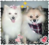 Spitz Alemão ( Lulu da Pomerânia)