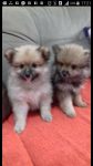 Spitz Alemão ( Lulu da Pomerânia)