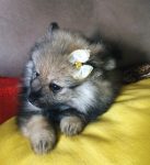 Spitz Alemão ( Lulu da Pomerânia)