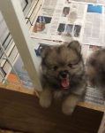 Spitz Alemão ( Lulu da Pomerânia)