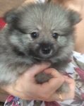 Spitz Alemão ( Lulu da Pomerânia)