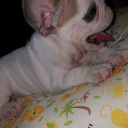 Bulldog 01