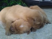 Filhote de Golden Retriever