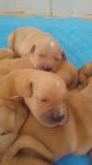 Filhote de Golden Retriever