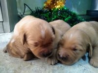 Filhote de Golden Retriever
