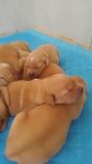 Filhote de Golden Retriever
