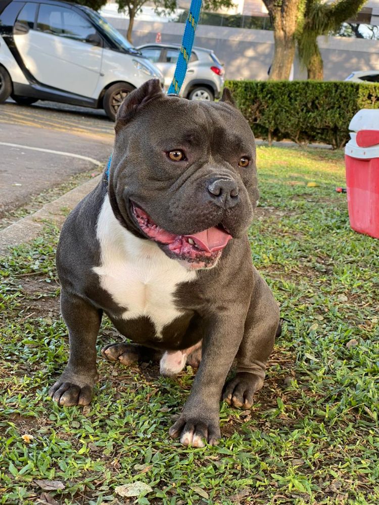 Venda American bully