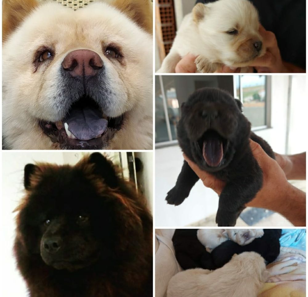 Filhote Chow Chow - Cachorros Brasil