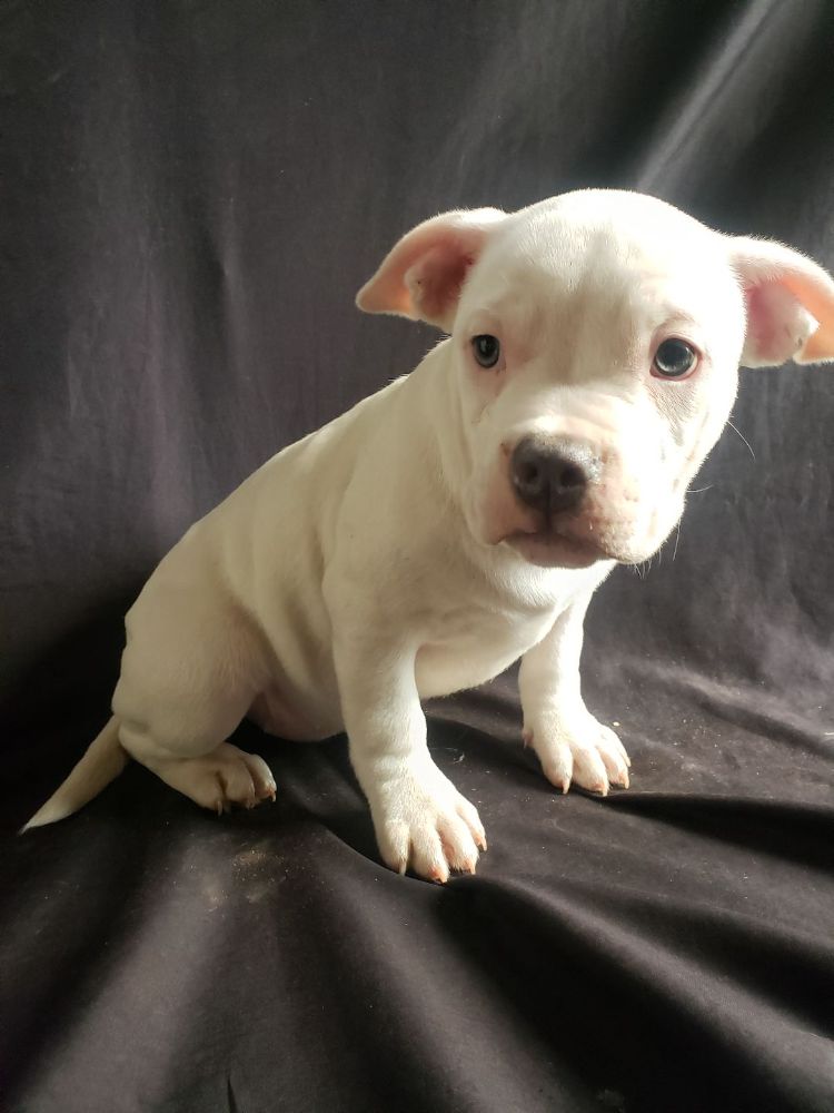 American bully pocket