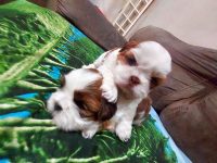 Shih Tzu uma ótima oportunidade para presentear sua família