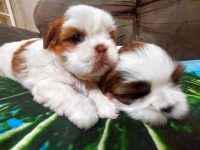 Shih Tzu uma ótima oportunidade para presentear sua família