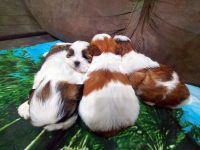 Shih Tzu uma ótima oportunidade para presentear sua família
