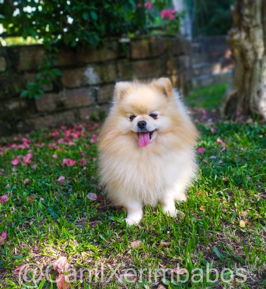 Lulu Da Pomerania Cachorros Brasil lulu-da-pomerania-cachorros-brasil