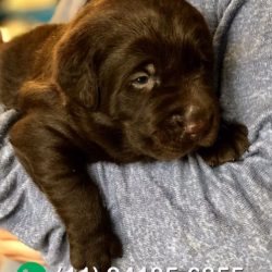 stunning-chocolate-labrador-puppies-5d7221c5c1288