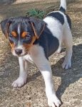 Fox paulistinha (Terrier Brasileiro)