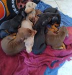 Filhotes de Dobermann com Pedigree CBKC ALKC